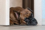 Un Boxer allongé tout seul