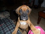 Maya - Boxer Femelle (3 mois)