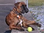 Alaya - Boxer Femelle (5 ans)