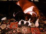Sasha and Georgia - Boxer Femelle (Autre)