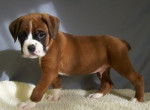 Boo - Boxer Mâle (3 mois)