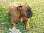 nina - Boxer Femelle (9 ans)