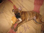 Divine - Boxer Femelle (3 ans)