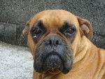 Rafy - Boxer Femelle (9 ans)