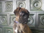 Mitzi - Boxer Femelle (3 mois)