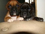 buffie et Noiro - Boxer Mâle (1 mois)
