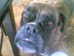 bianca - Boxer Femelle (12 ans)