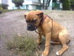 Auka - Boxer Femelle (3 mois)