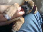 Auka_2 - Boxer Femelle (3 mois)