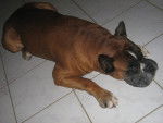 boxy - Boxer Mâle (10 ans)