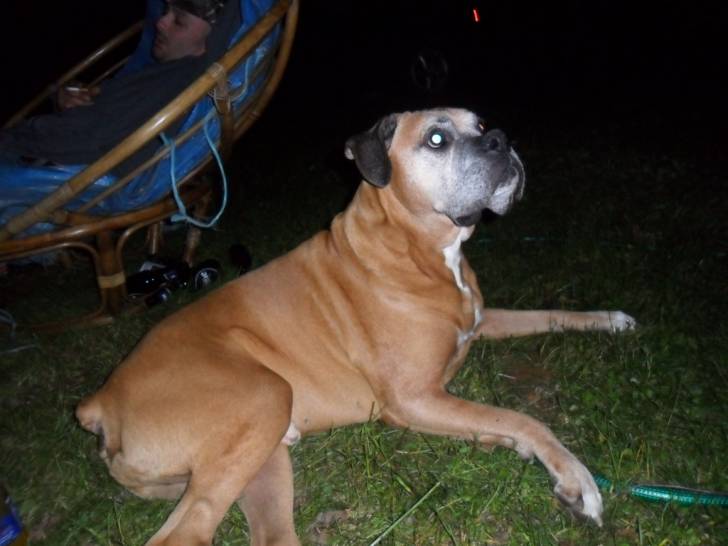 posteur - Boxer Mâle