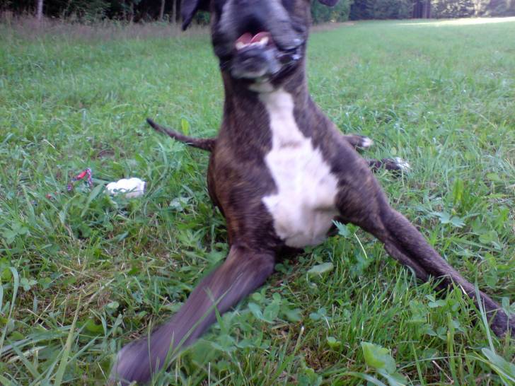 NEO - Boxer Femelle (11 ans)