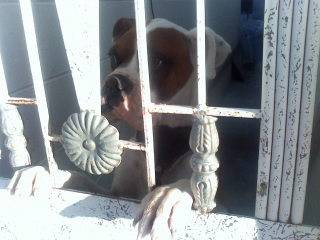 manchas - Boxer Mâle (6 ans)