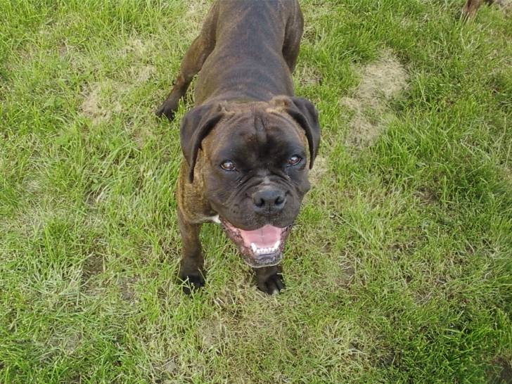 Cardio - Boxer Femelle (1 an)