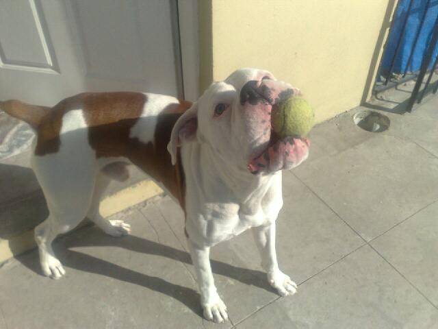 Kibol - Boxer Mâle (2 ans)