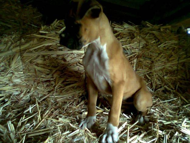 Wolf - Boxer Mâle (6 mois)