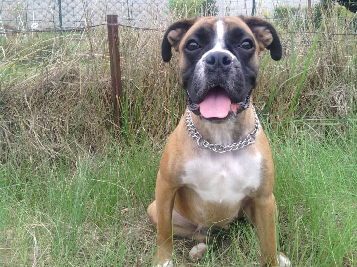 isis - Boxer Femelle (2 ans)