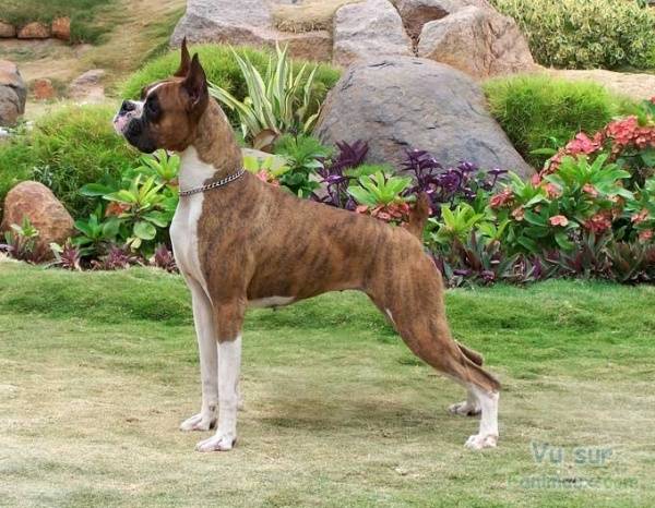 chipy - Boxer Femelle (1 an)