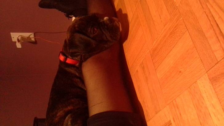 aria - Boxer Femelle (2 mois)