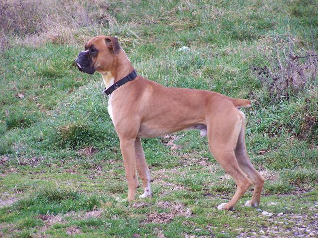 BOXER arthus encore et encore - Boxer