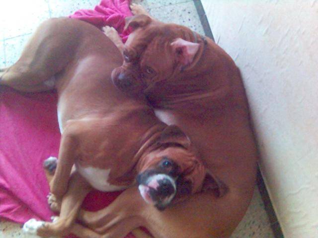 dogue de bordeau et boxer bella et roc - Boxer