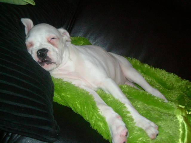 boxer clarice - Boxer