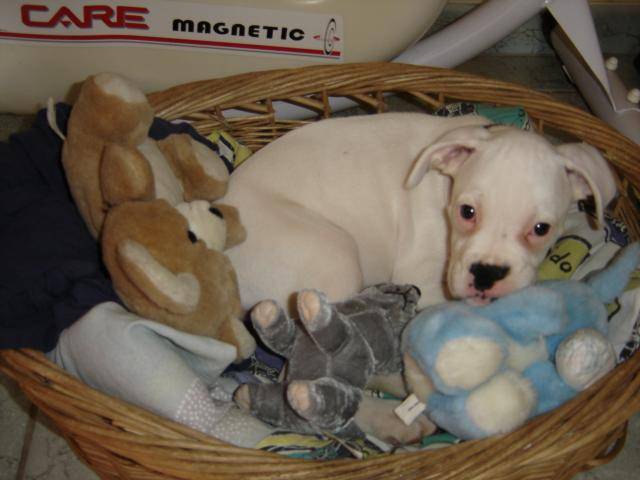 TESSA. Boxer - Boxer