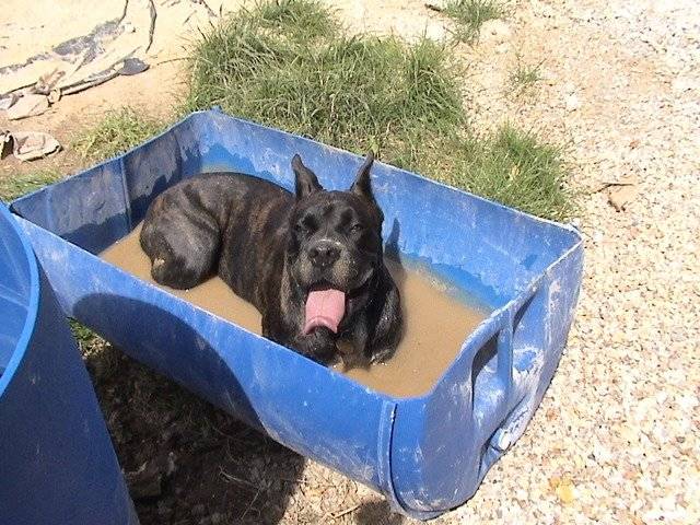 BOXER * Ughy* - Boxer