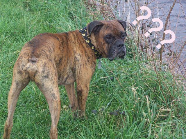 Boxer bringé (Boubou) - Boxer