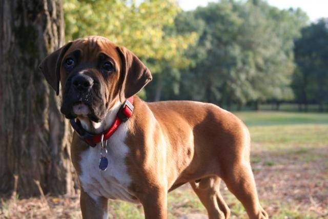 CHARLIE BOXER NE LE 12/07/07 - Boxer