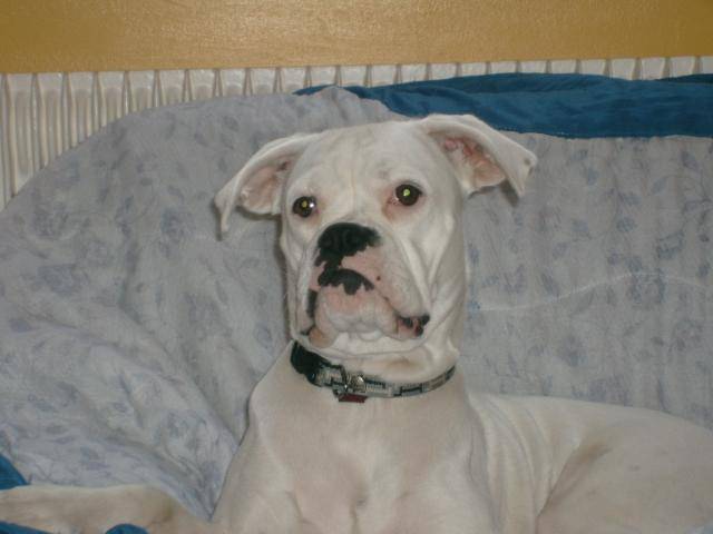 TESSA. Boxer. 11 mois - Boxer (11 mois)