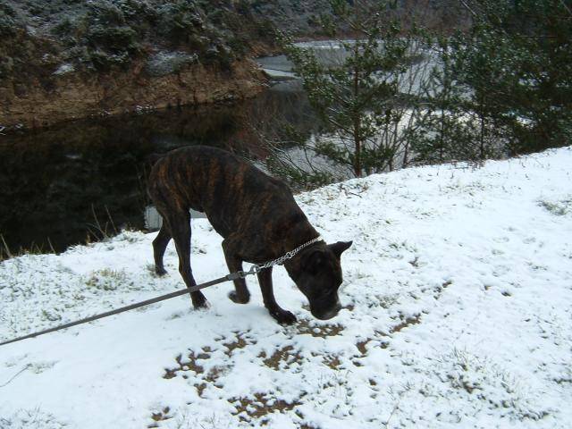 BOXER * Ughy - Boxer