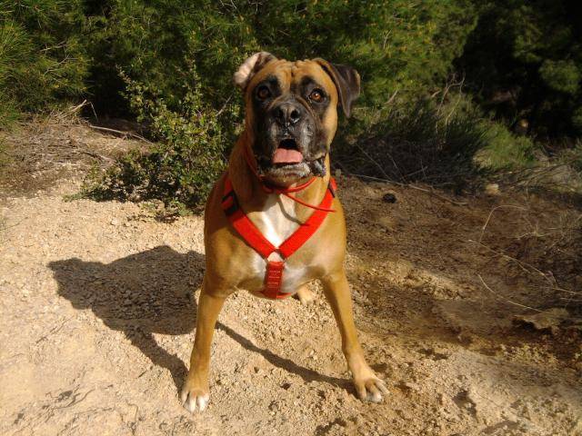 boxer lola - Boxer