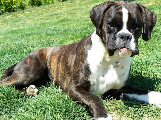 Créole Blues des Elfes Sauvages - Boxer