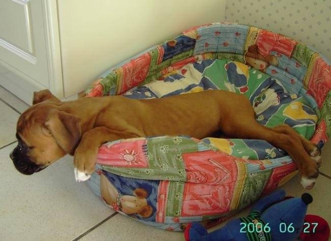 Bahia 4 mois - Boxer (4 mois)