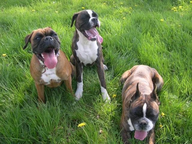 Boxers après le jeu - Boxer