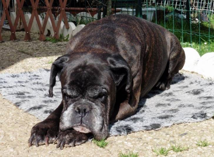 Sirga Du Mont Doux 13 ans 1/2 - Boxer (13 ans et demi)