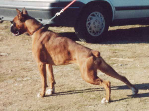 (B) Romane du Val d'Europe - Boxer (2 mois)