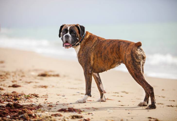 Un Boxer en promenade sur une plage