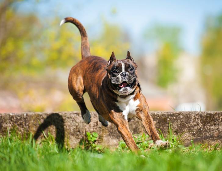 Un Boxer en train de sauter par dessus un petit muret en pierre