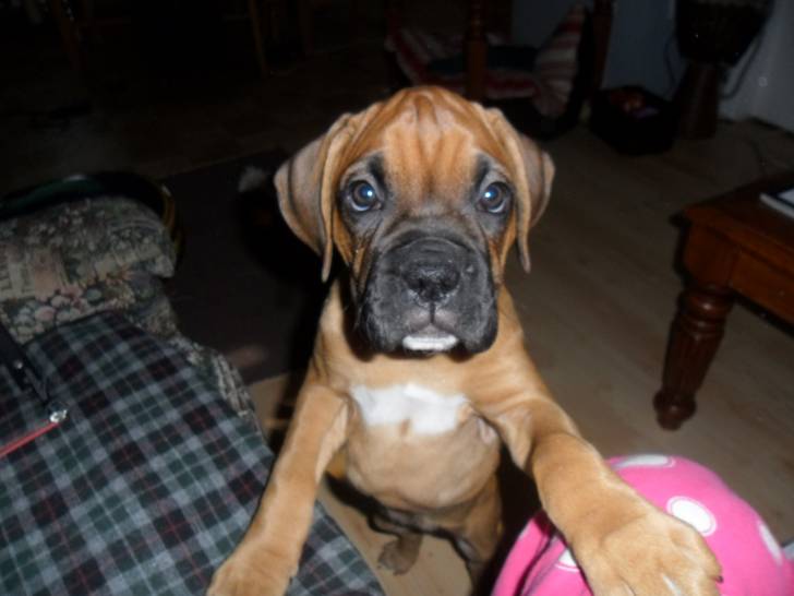 Maya - Boxer Femelle (3 mois)