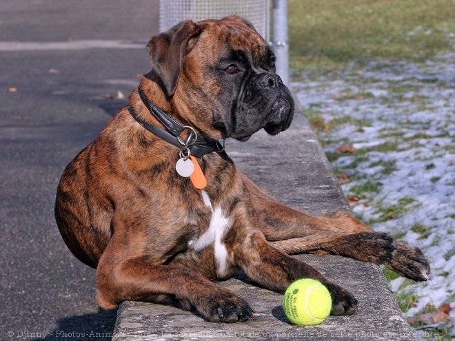 Alaya - Boxer Femelle (5 ans)
