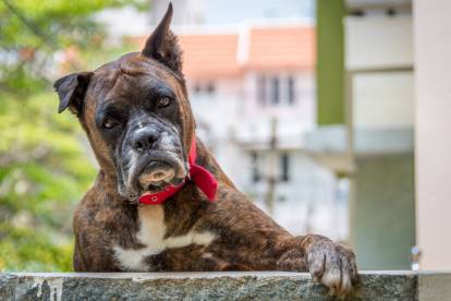 Un Boxer qui se tient sur un muret en pierre