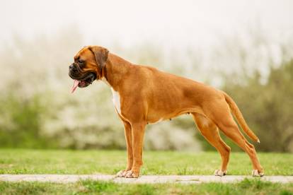 Un Boxer en position de concours sur la pelouse