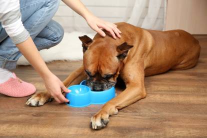 Un Boxer en train de manger des croquettes
