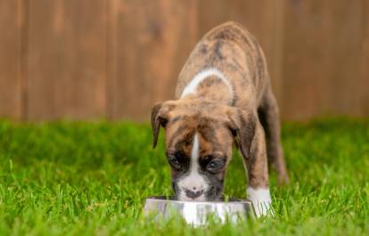 Un chiot Boxer en train de manger dans sa gamelle