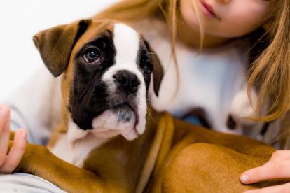 Un chiot Boxer en train de se faire caresser par une petite fille