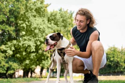 Un Boxer qui s'apprête à faire un jogging avec son propriétaire