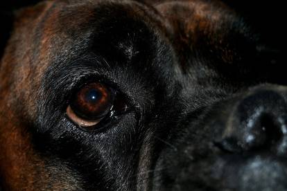 Les yeux d'un Boxer