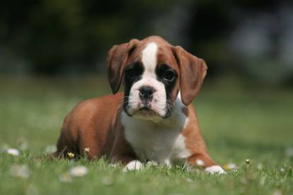 Un chiot Boxer